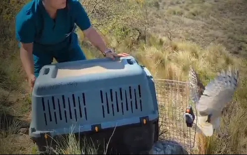 Liberación de aves del Ente Municipal BioCórdoba (Municipalidad de Córdoba)