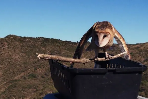 Aves rehabilitadas (Municipalidad de Córdoba)