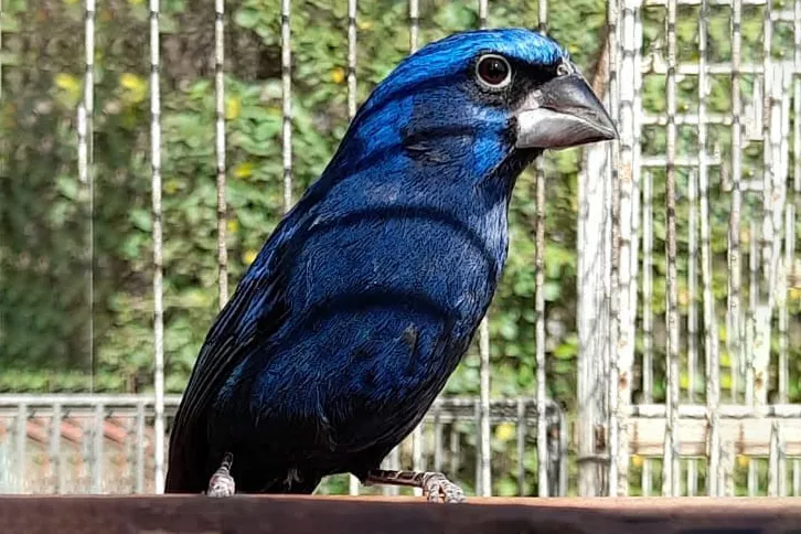 Aves secuestradas en Carlos Paz (Gobierno de Córdoba)