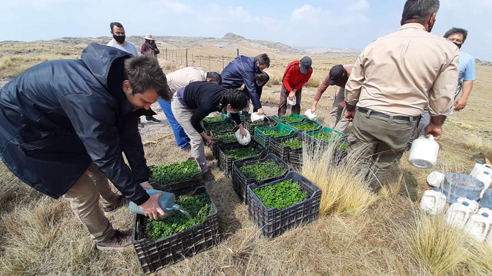 Reforestacion