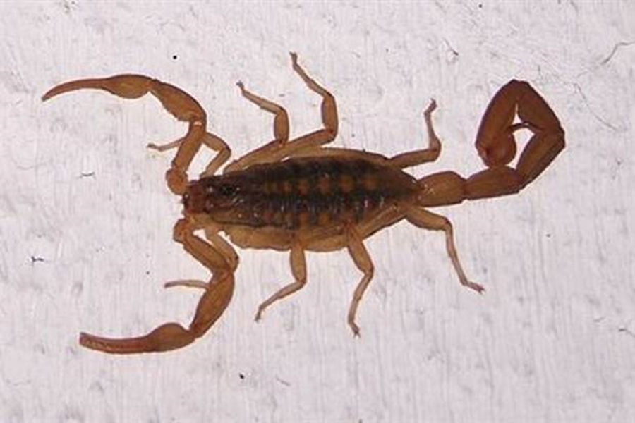 alacran