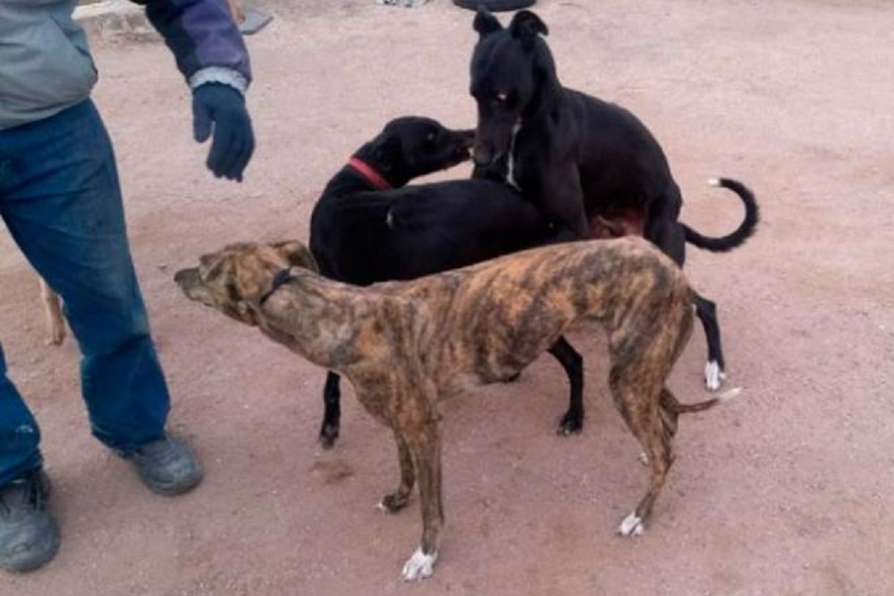 galgos-baul-auto-hacinados-general-cabrera by El Doce TV