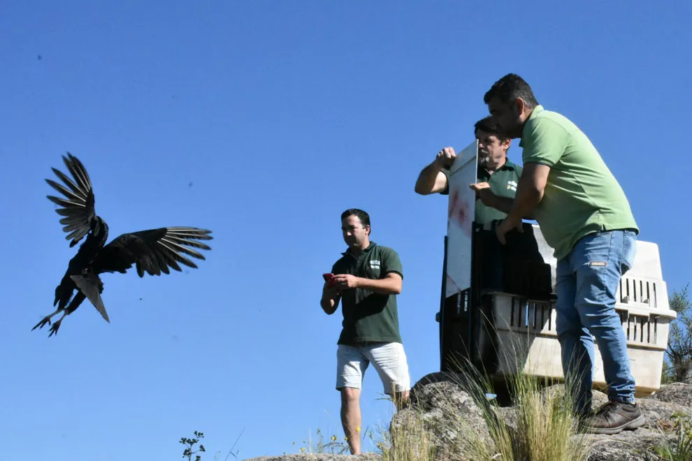 liberación de avez by muni