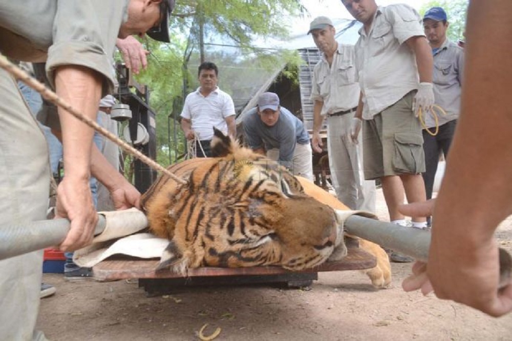 Resultado de imagen para dueÃ±o de un circo por maltratar tigres
