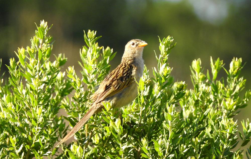 Fauna silvestre by gentileza