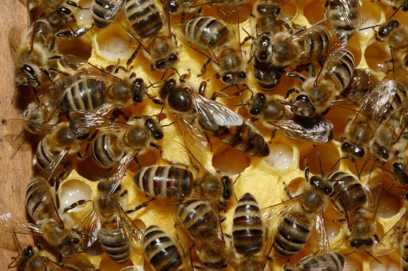 abejas