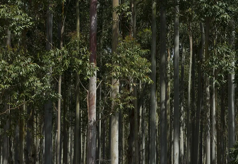 Eucaliptus (Fiscales.gob.ar)