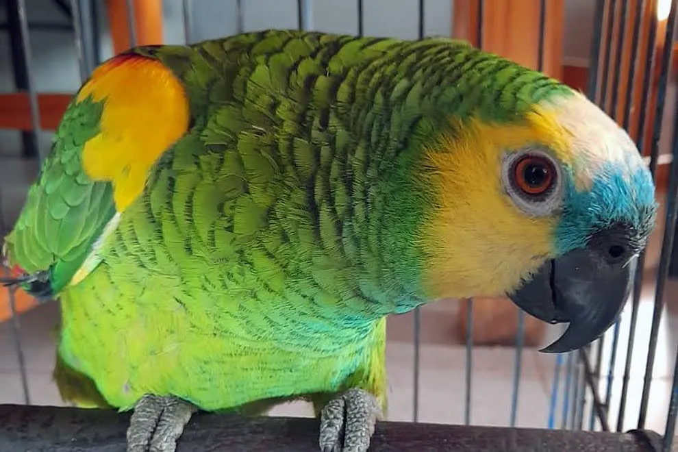 Aves rescatadas por Policía Ambiental (Gobierno de Córdoba) 2
