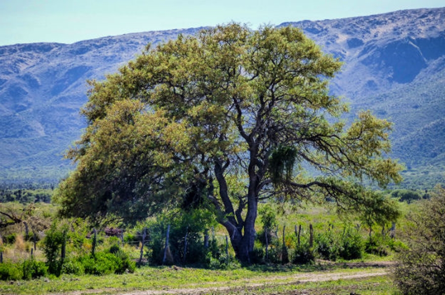 arbol