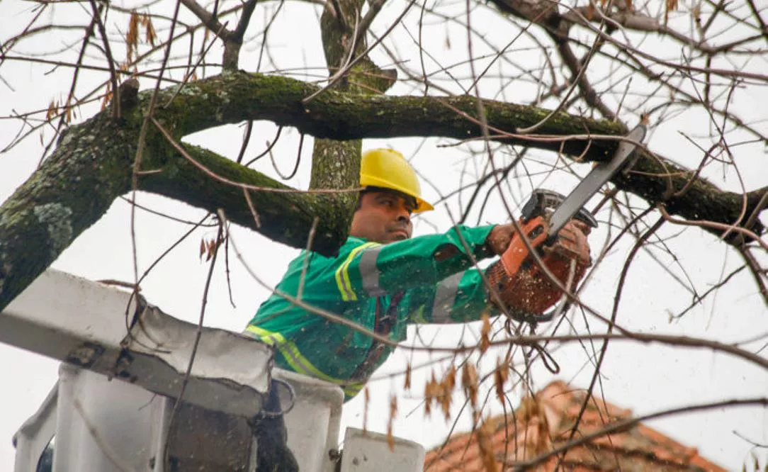 Poda de árboles by Pura Ciudad