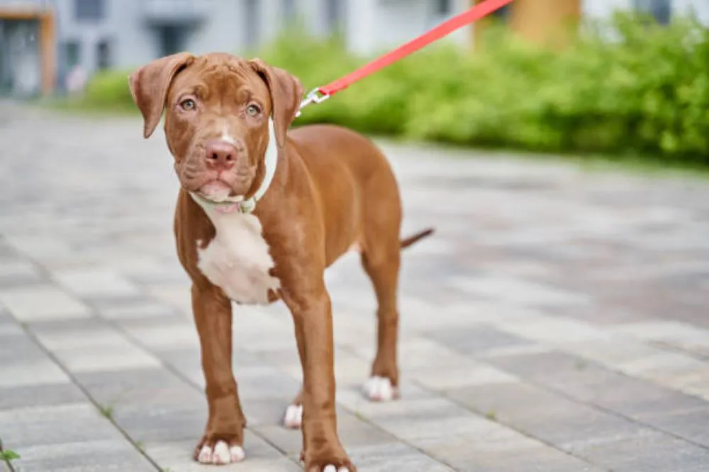 cachorro pitbull by Istock