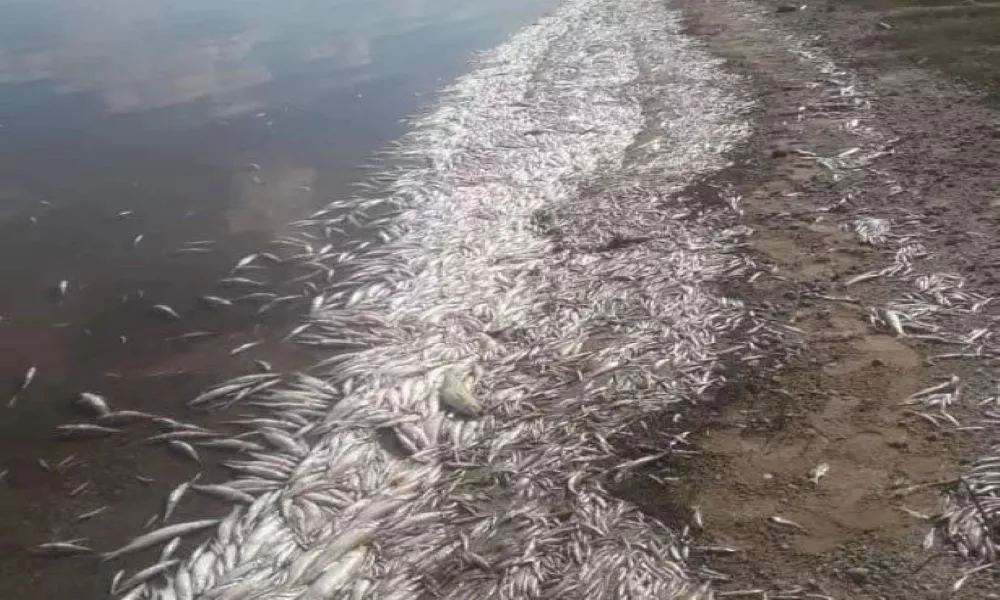 peces cruz del eje
