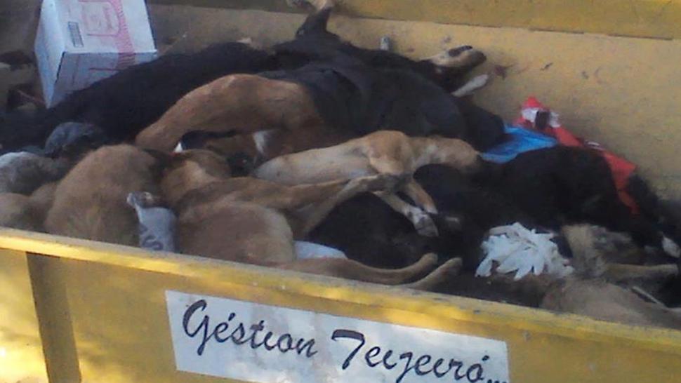 Matanza perros dean funes