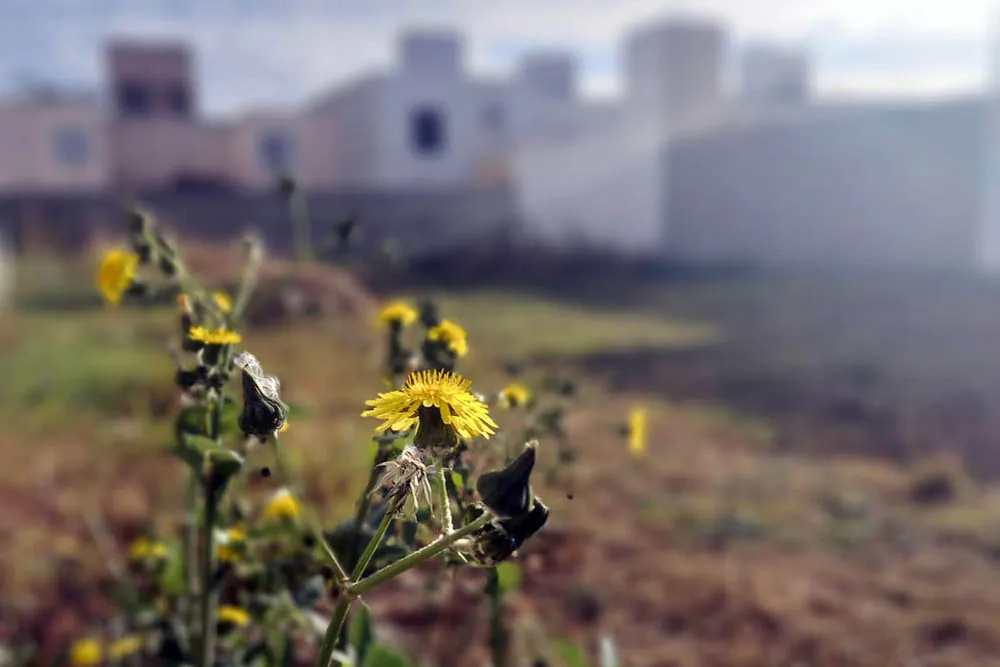 NATURALEZA ESPONTÁNEA 01