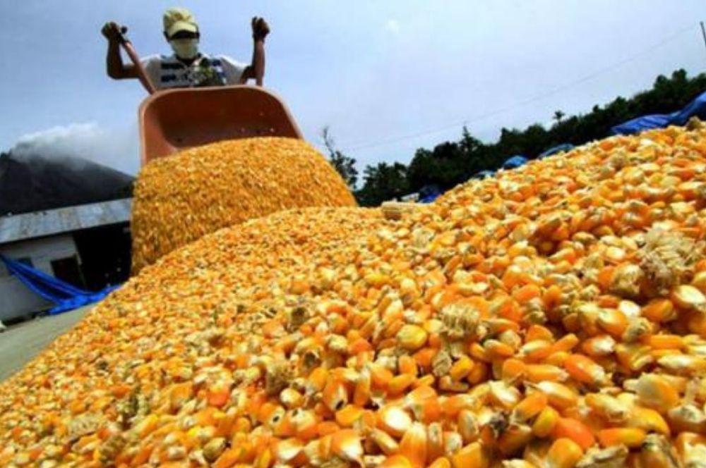 Producción Maíz gentileza La Gaceta