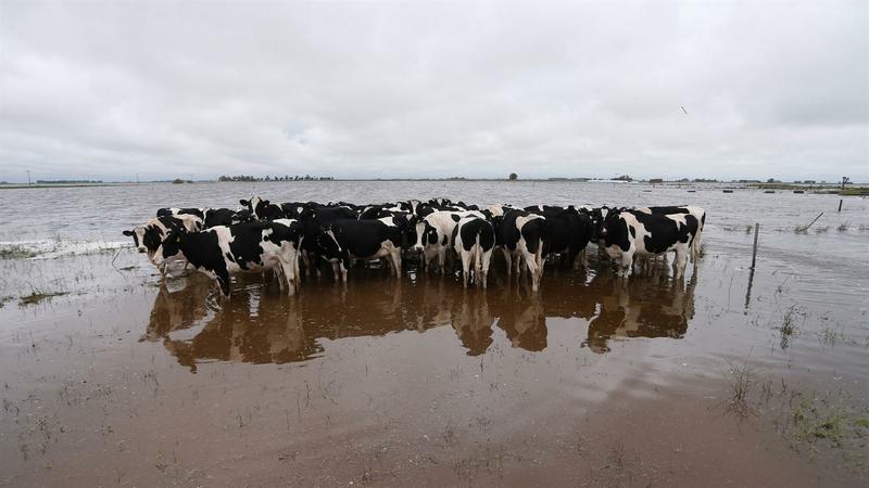 vacas inundadas