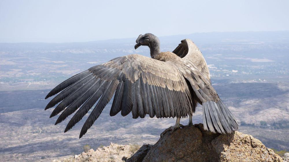 condor andino