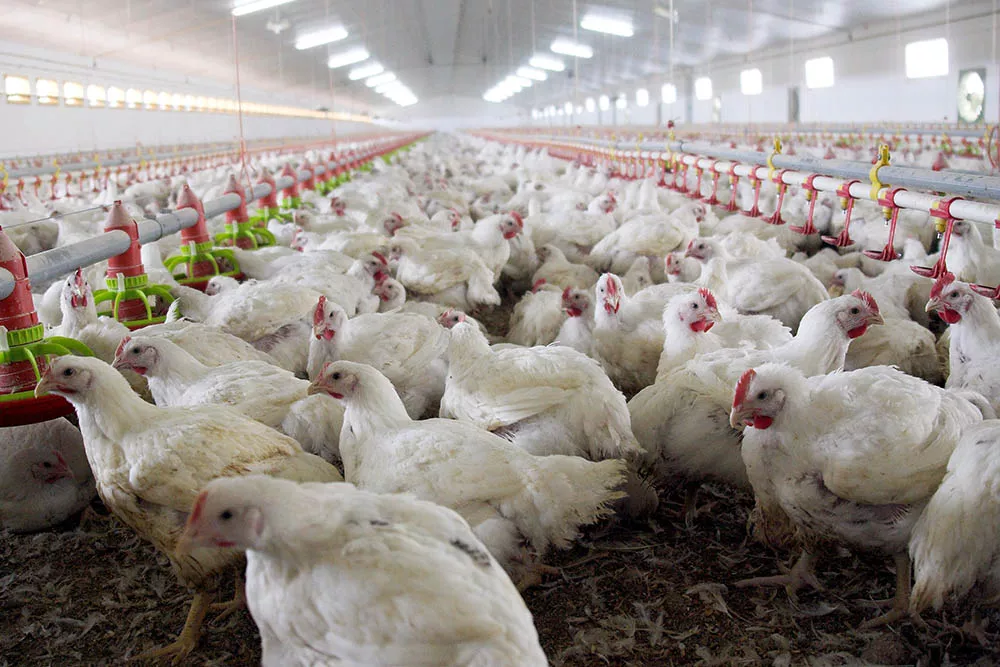 Avicola Granja pollos aviar © NA