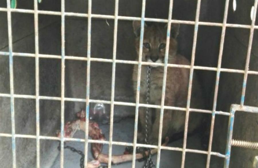 cachorro de puma rescatado
