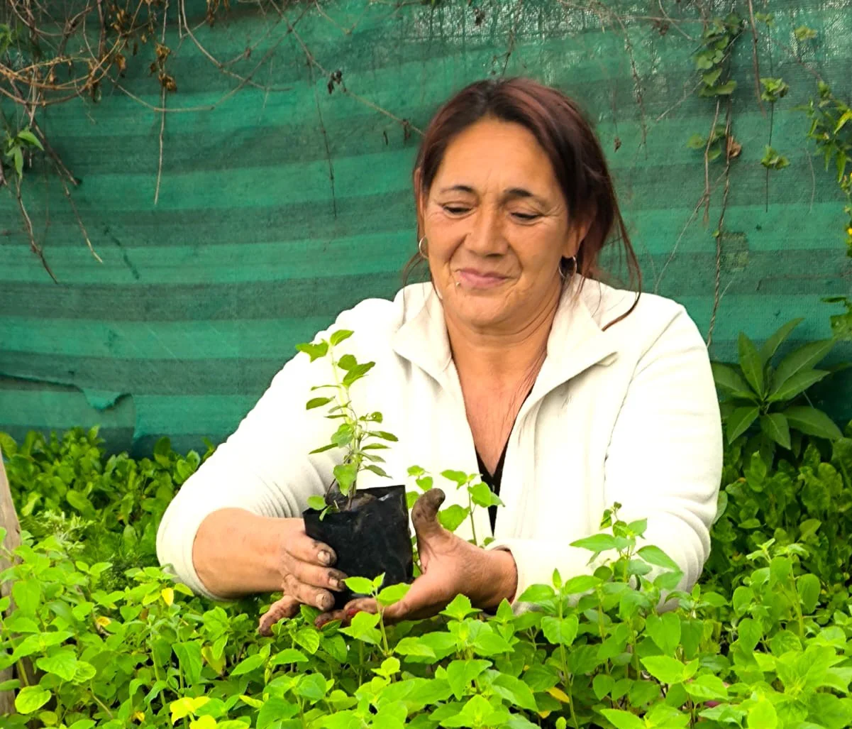 Producción de peperina (La Morera y Flor de Laburo)