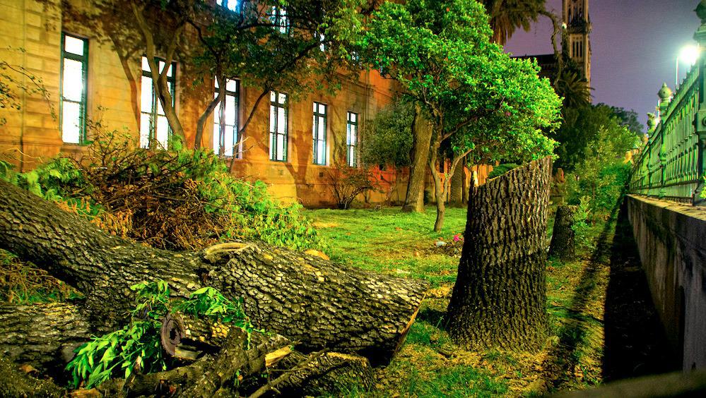 tala de arboles colegio carbo