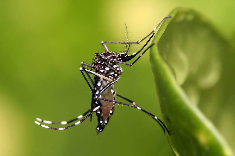 Aedes_aegypti