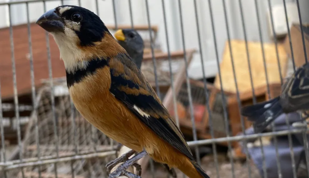 Rescate de aves silvestres en Río Tercero (Gobierno de Córdoba)