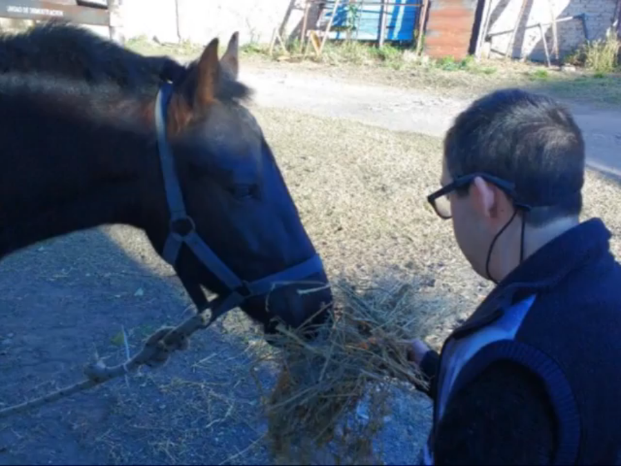 caballo ciro @cba24n