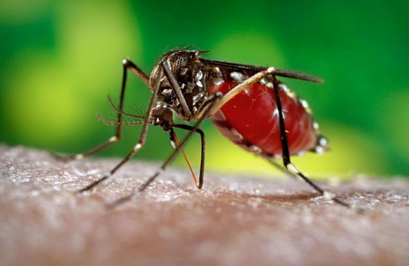 dengue
