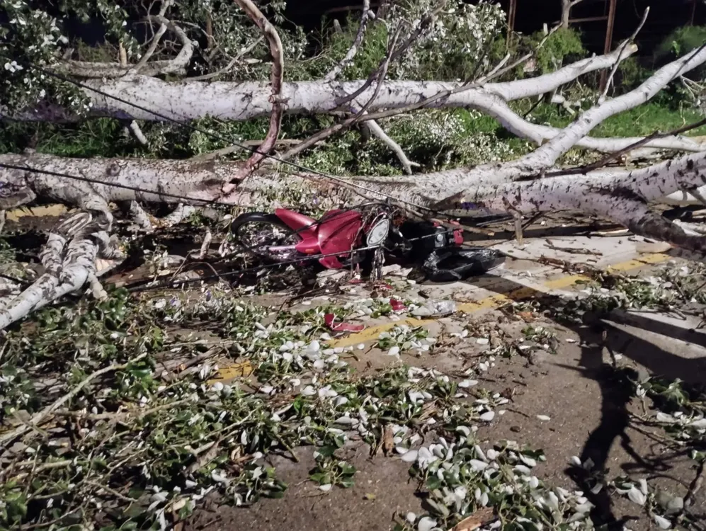 Lesionado por caída de árbol (Policía) 1