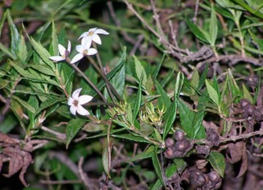 planta para el herpes by gentileza