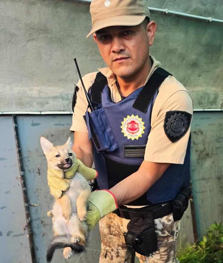Rescate de cachorros de zorro gris 1