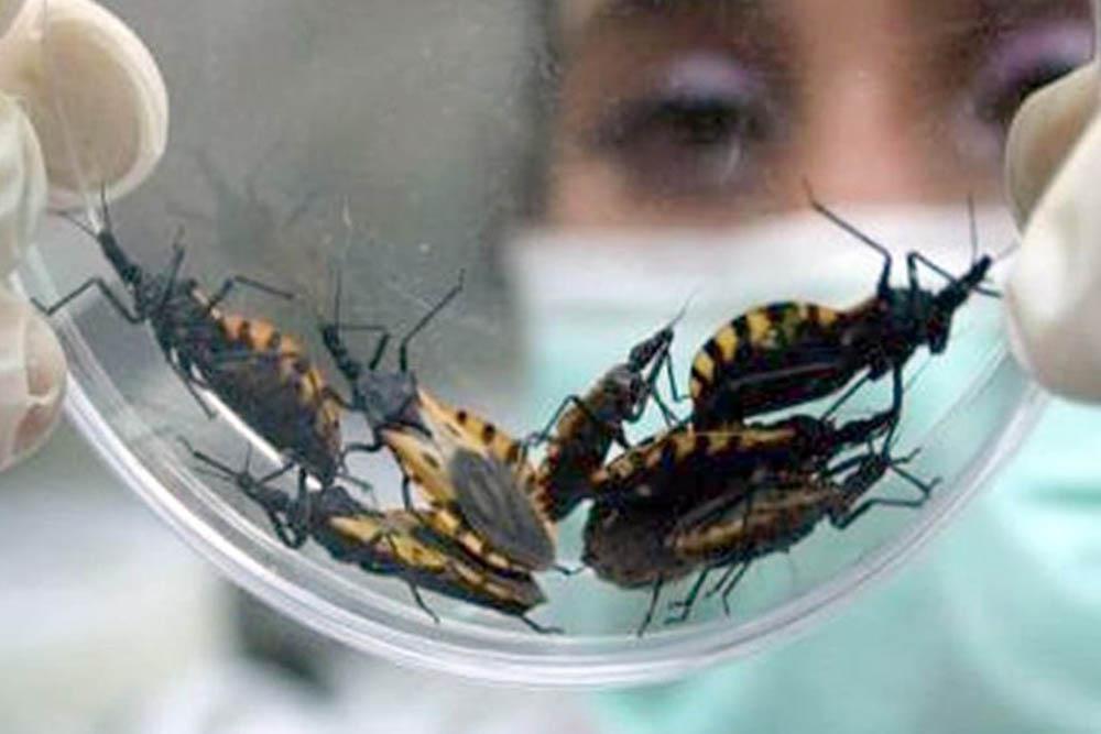 vinchucas chagas