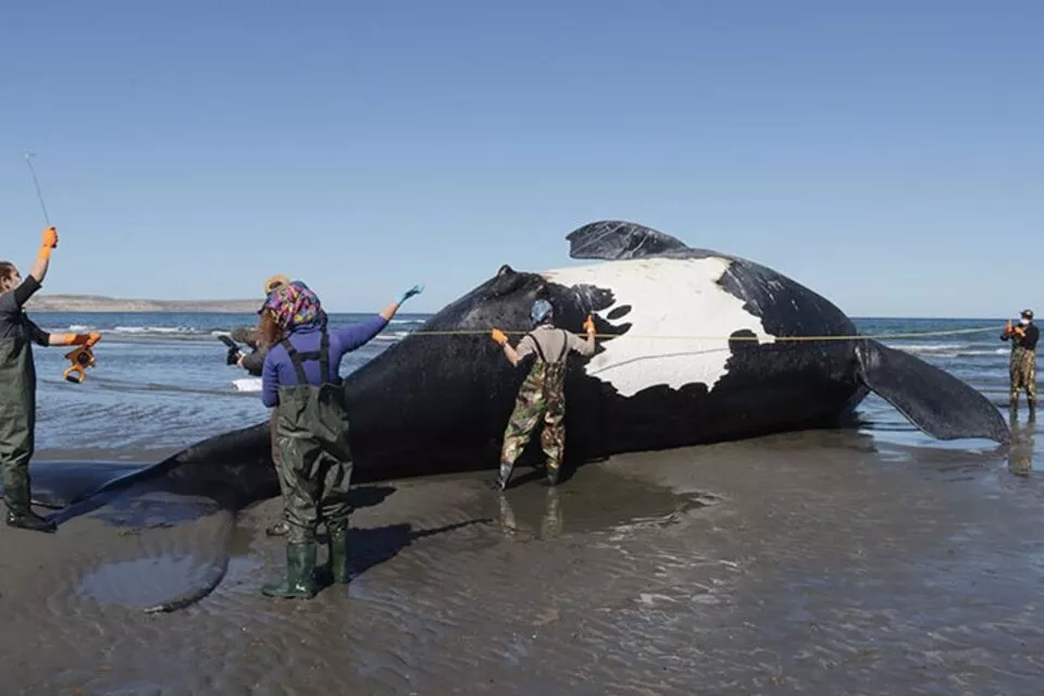 Ballenas muertas by ICB