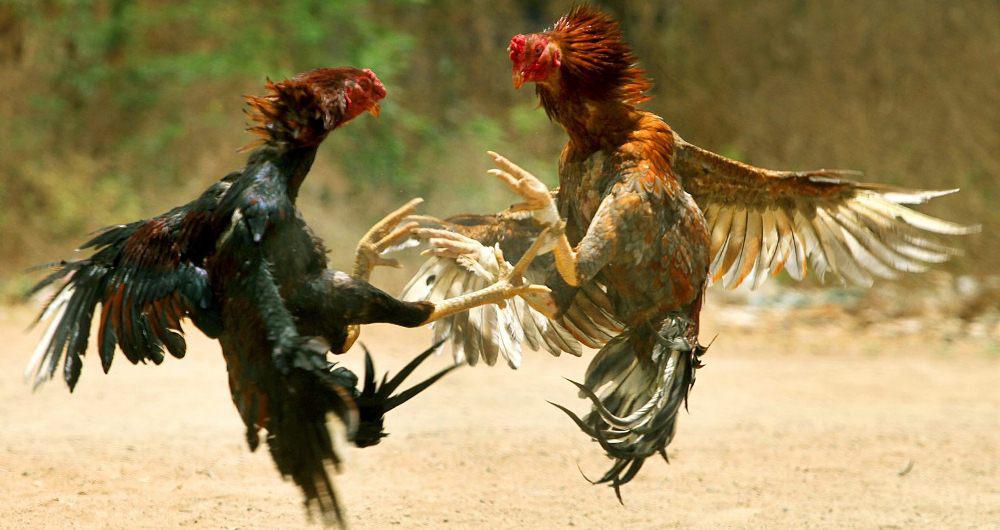 riña de gallos