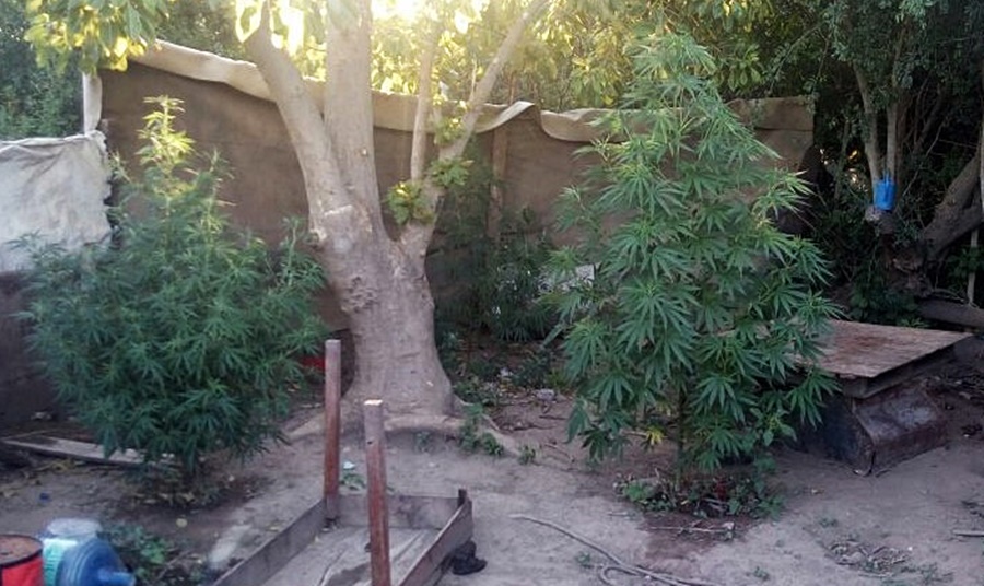 marihuana 3