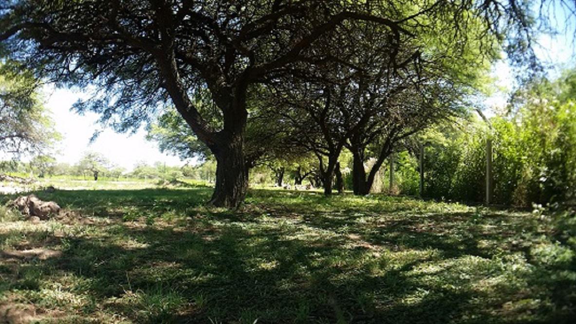 algarrobal-montecito