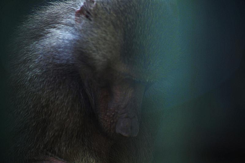 ZOO 23