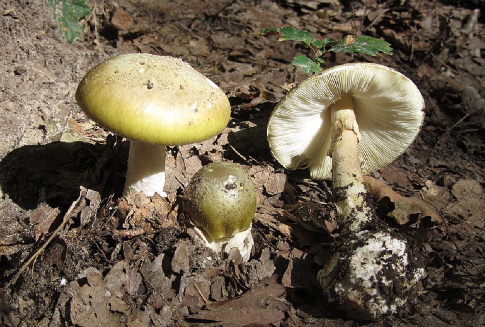 Amanita phalloides