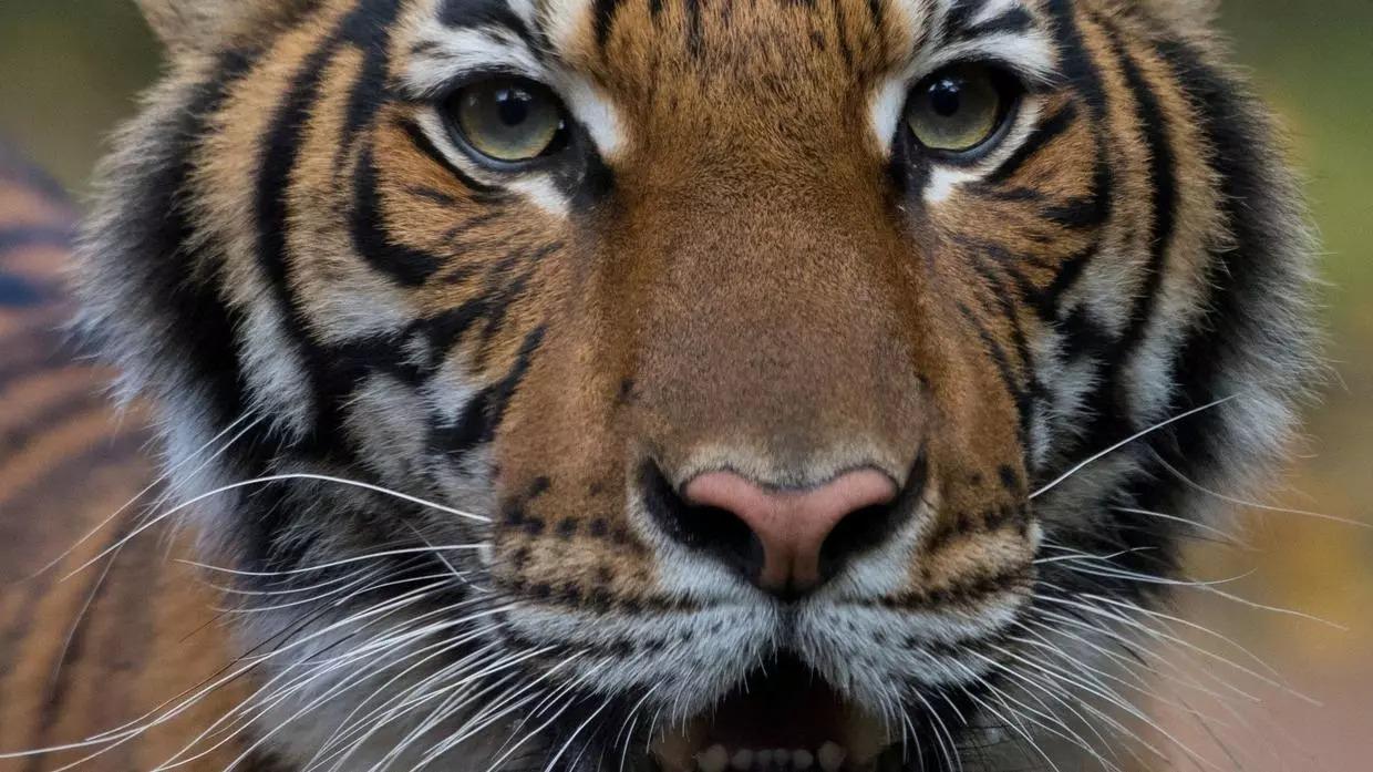 tigre