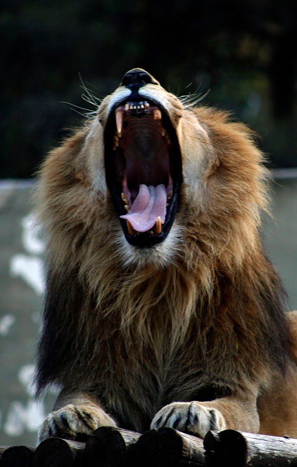 Zoo Cba_11