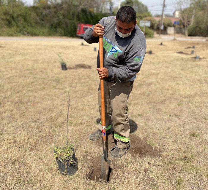 Reforestacion2