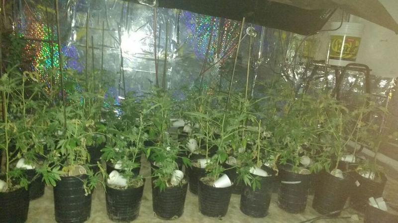 FOTO VIVERO MARIHUANA