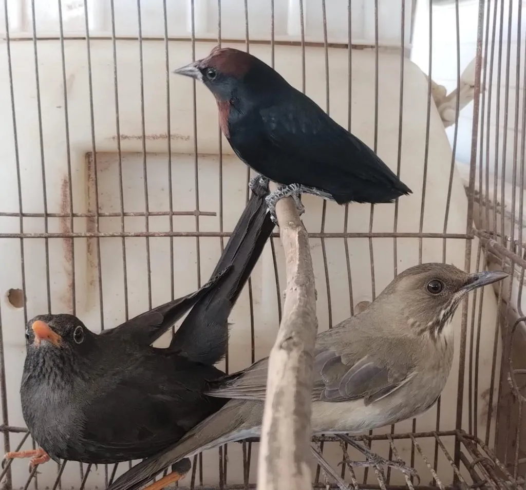 Aves rescatadas por Policía Ambiental (Gobierno de Córdoba) 3