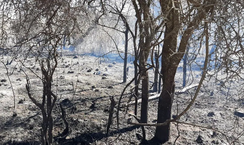 Incendio forestal (foto Gobierno de Córdoba) 3