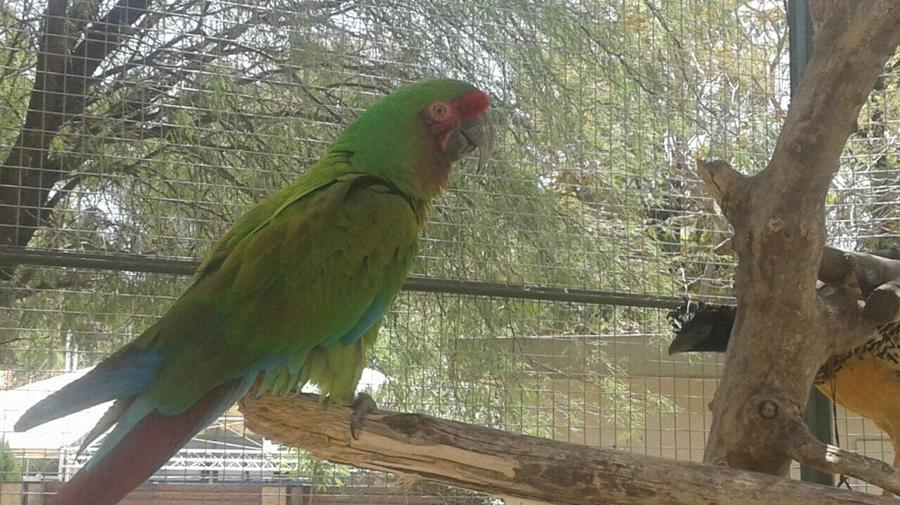guacamayo verde (1)