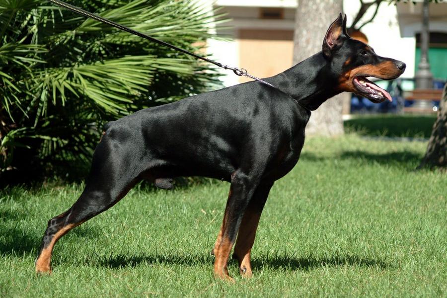 perros doberman