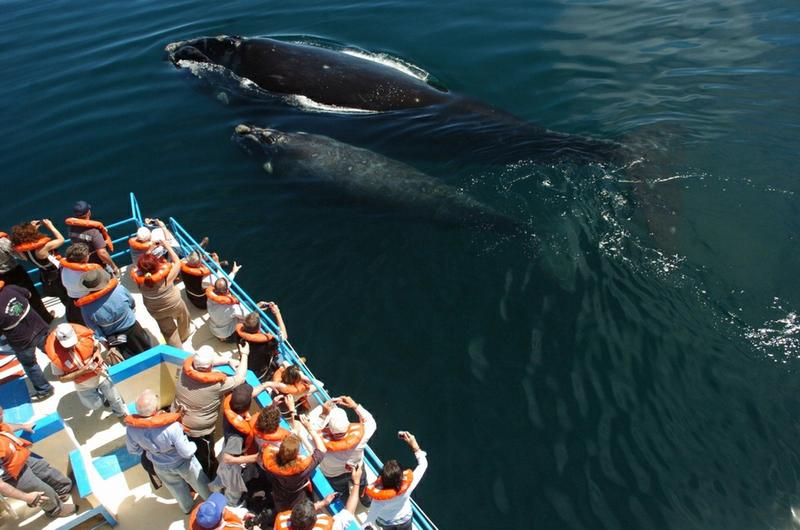 orcas