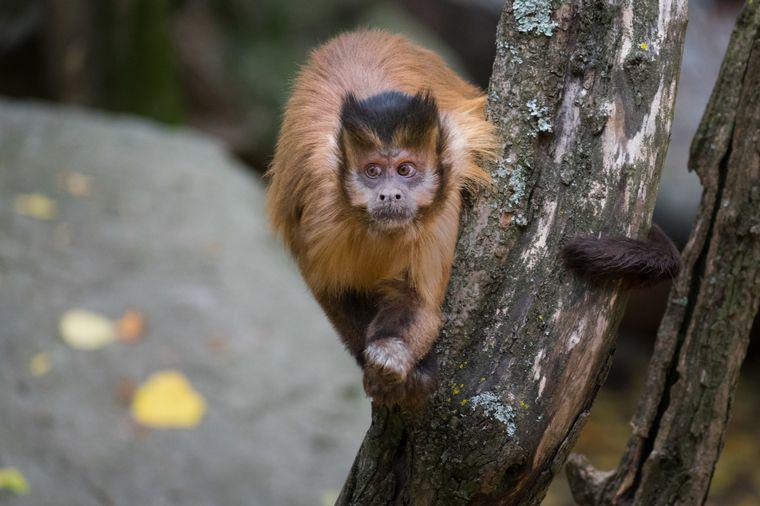 monos caraya