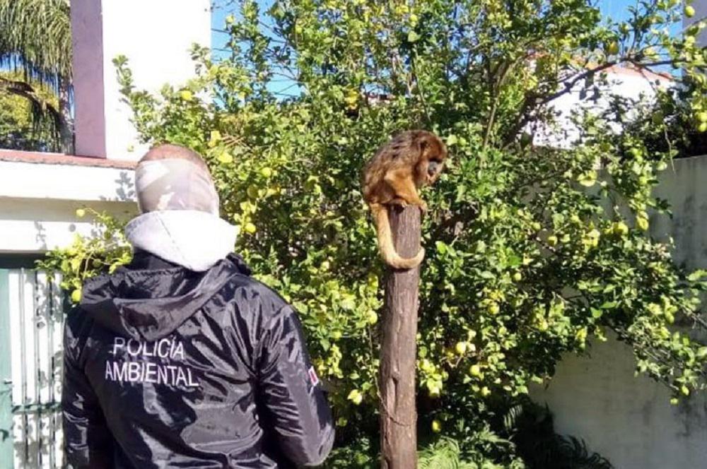 Rescate de mono prensa Gobierno de Córdoba